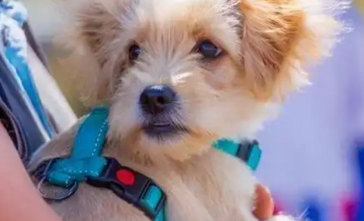 城市养宠新趋势：黏人精小型犬如何颠覆六成家庭的认知？