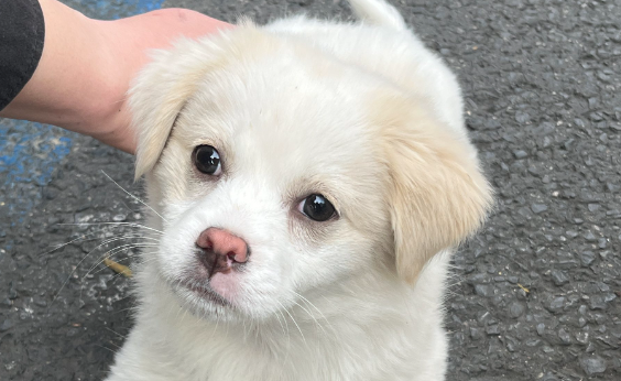 宠物国货崛起，热门爆品层出不穷，热度飙升