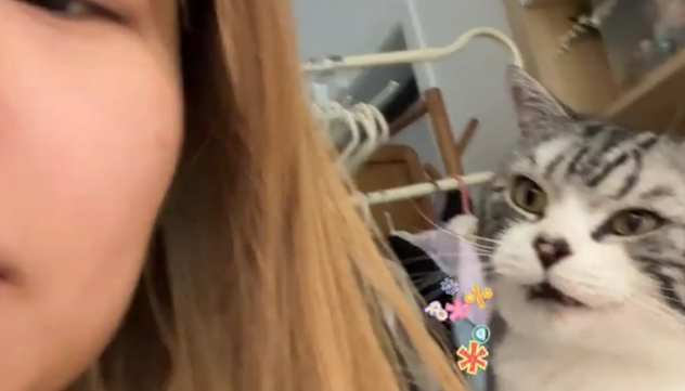 猫咪在女子背后蛐蛐她，女子一转头猫咪就变乖巧