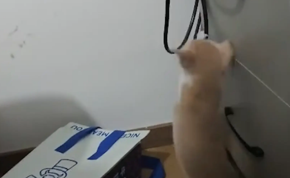 猫咪玩耍时被电线缠住脖子。网友：又丑又蠢，这猫有当网红的潜力