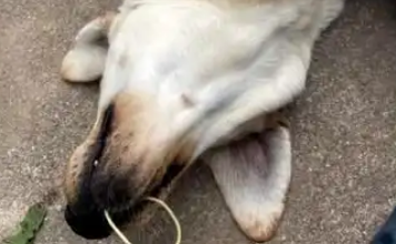 狗被毒害怪其未带嘴套？警惕“受害者有罪论”