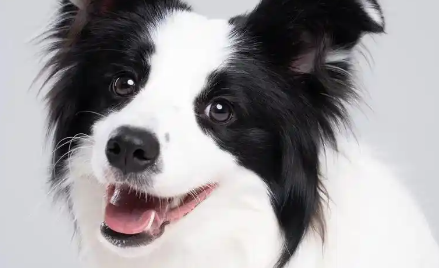 “代班”遛狗意外伤人，狗主人、代班者和逗狗人均被判担责