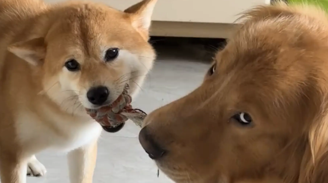 柴犬和金毛抢玩具，双方僵持不下。金毛：真是无语