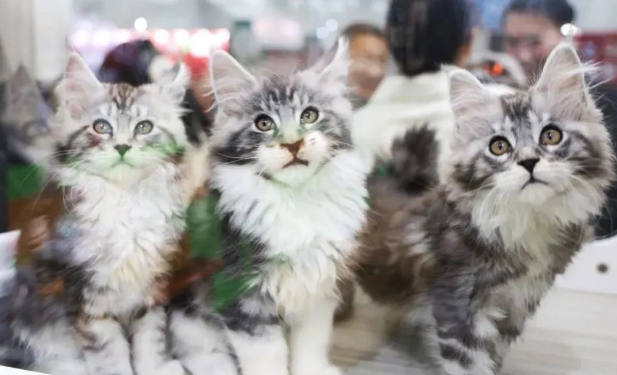 南京举办宠物美容大赛，助力它经济发展