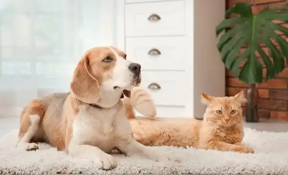 金山区宠物友好购物中心举行“文明养宠开放日”活动