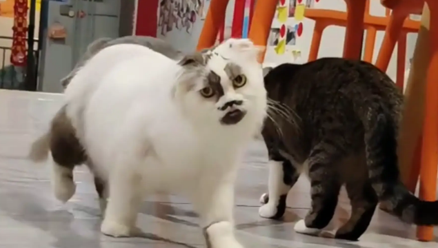 猫咪因长的像表情包而走红，网友：以为是抽象，结果它真长这样