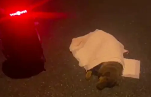 生病的金毛被遗弃路边，网友喂食喂水陪它走完最后一程！