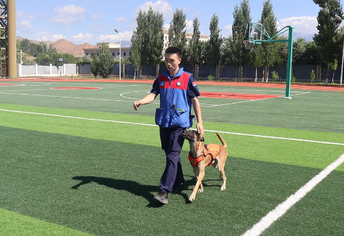 “蓝汪汪”养成计划丨搜救犬“麒麟”前来报到！