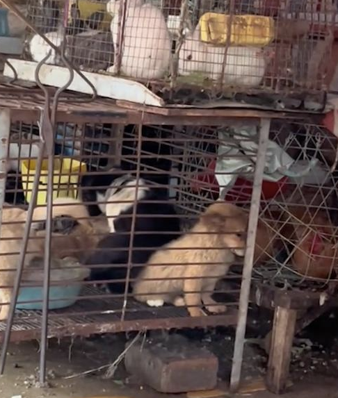 狗肉摊许多狗被关笼子里，有只狗独坐角落等待命运审判