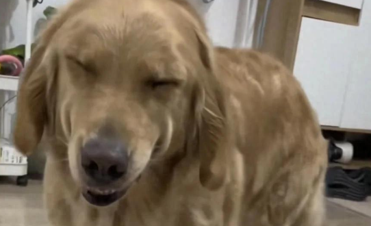 狗狗翻垃圾桶被抓包，嬉皮笑脸让主人立马消了气