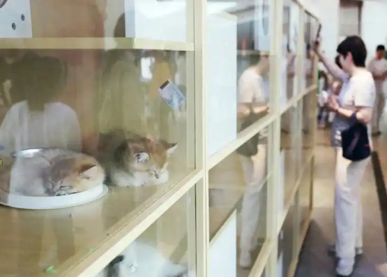 小猫离世还要继续还“猫贷”？