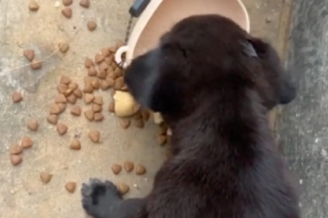 下午刚喂了一只疑似流浪的小狗，晚上就发现它被车轧死了，好伤心