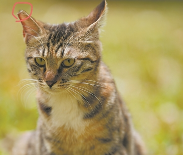 这群流浪猫有了自己的饭堂