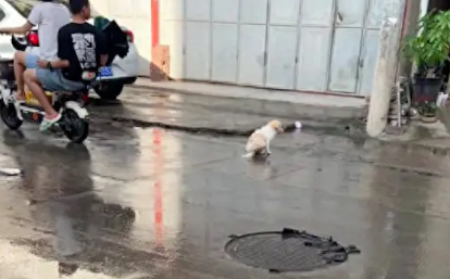 被车撞伤的流浪狗没人救，过了几天又被撞第二次，双腿都断了！