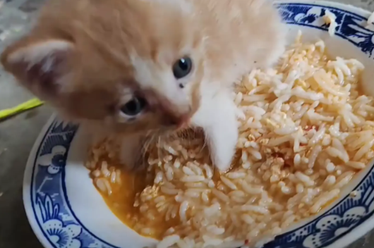 小奶猫趁主人不注意跑进了饭碗里。网友：黄焖基米饭 