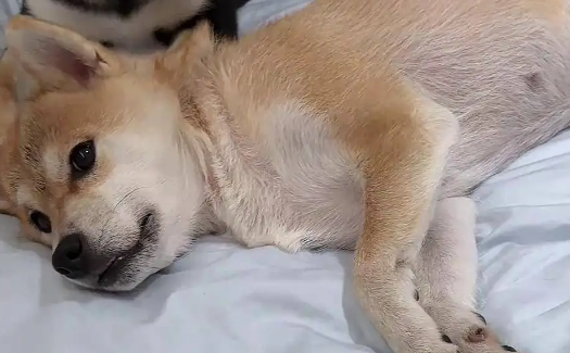 广州宠物狗中毒事件引发关注，养狗的朋友需谨慎