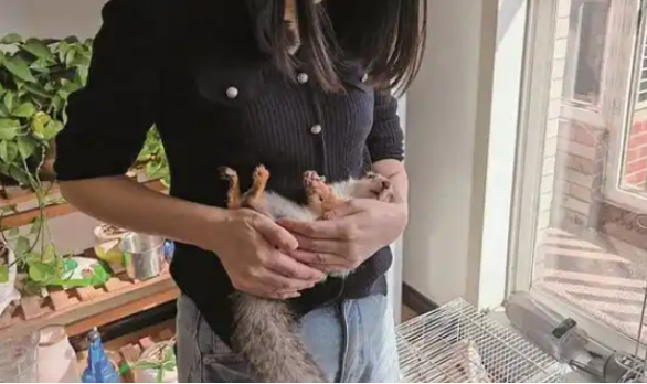 跳上肩膀陪伴钻进裤兜睡觉家有三只松鼠生活充满欢乐