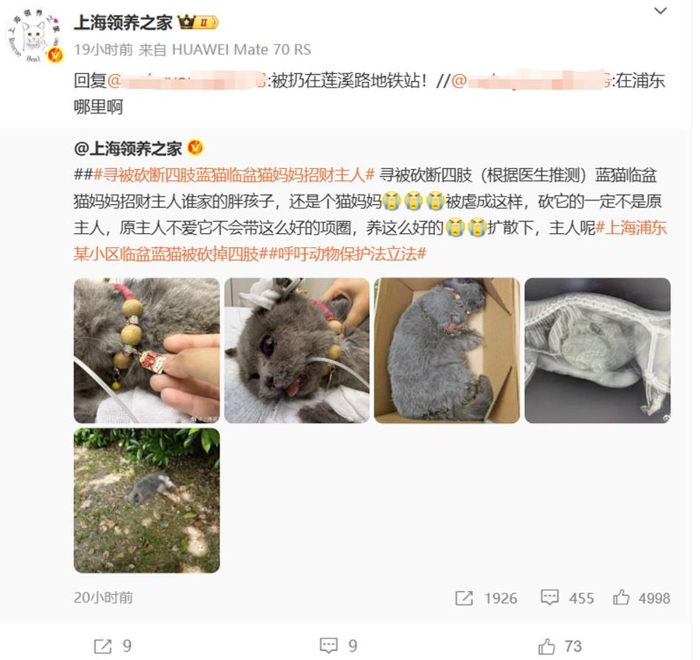 上海一蓝猫疑遭虐待被砍断四肢，派出所：正在调查