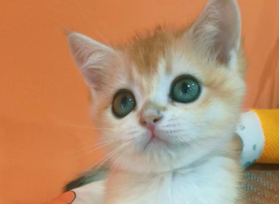 宠物经济年终盘点：市场规模超3000亿