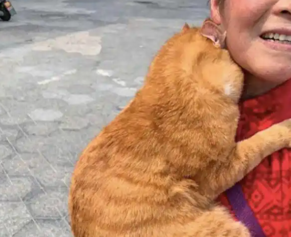 猫：我胖我骄傲，咋了