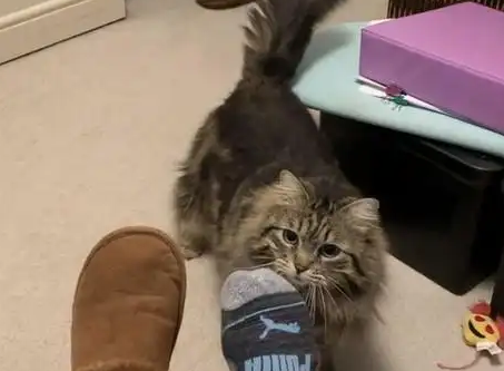 女子收养了一只流浪猫，猫咪知恩图报，每天给主人拿鞋