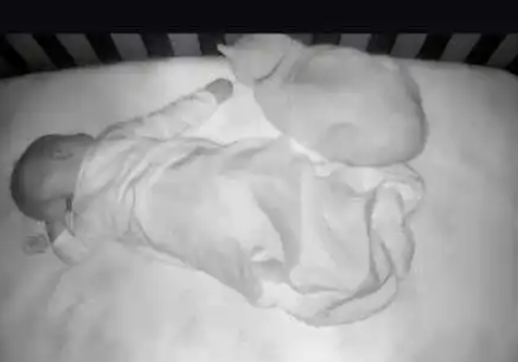 猫咪表面不搭理小主人，晚上却偷偷爬上床守护