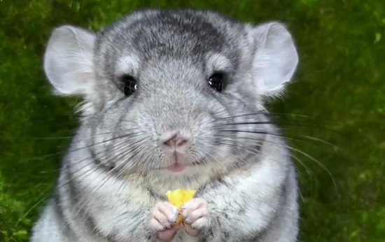 “宠物友好”不是噱头 如何让“人宠共住”体验真正落地？