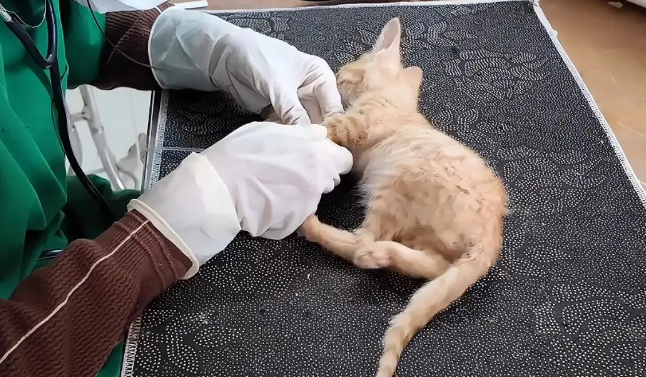 几只被遗弃小猫的绝望时刻，命运却因这一行动改变 