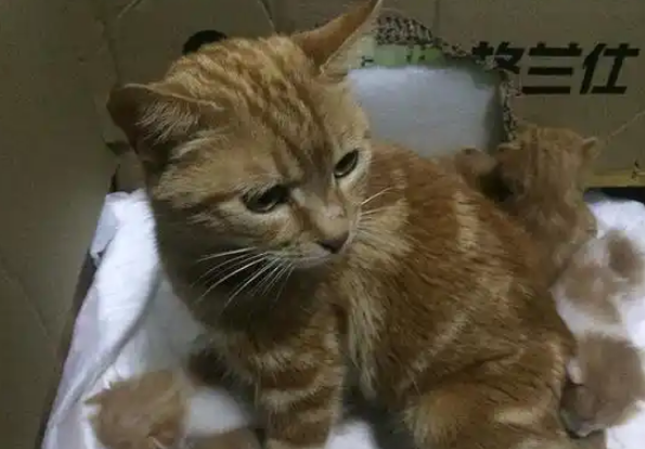 流浪猫在小区生产，物业安置一家猫，还为小猫找了家