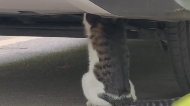 猫咪蹲坐在汽车底下，像是在修理汽车