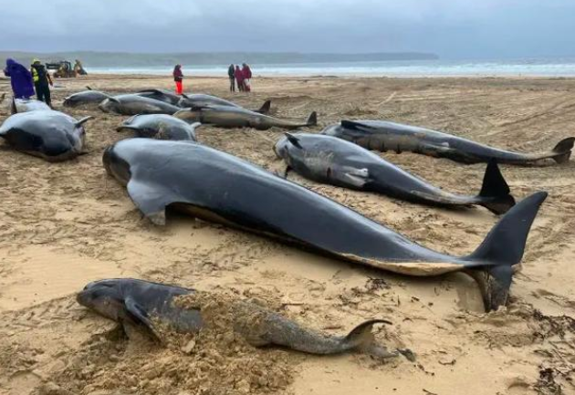 海南陵水搁浅鲸鱼抢救无效死亡 专家称 “集体自杀” 说不科学