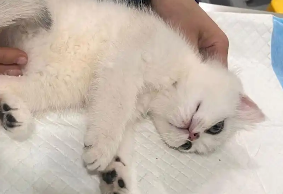 宠物公司变寿衣店：消失的“猫贷”商家