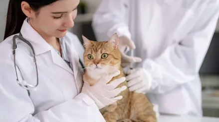 宠物板块是战略重点，2025年发力宠物疫苗等