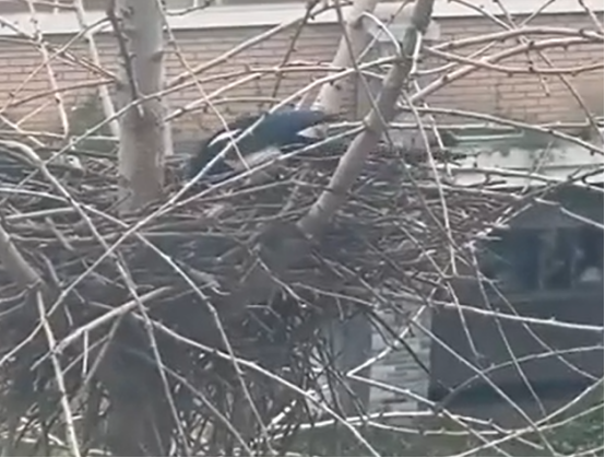 杭州一学校喜鹊筑巢，拍下视频的老师被打动