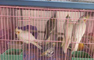 吸猫撸狗不够，年轻人爱上养鸟