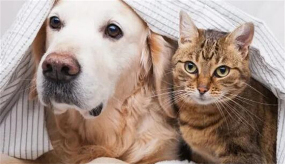 我国宠物经济增长迅速 预计2030年市场规模达490亿美元