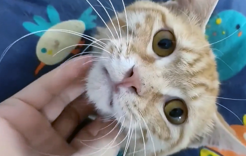 那只喜欢上门送礼的流浪猫，在自己受伤后，竟默默躲了起来