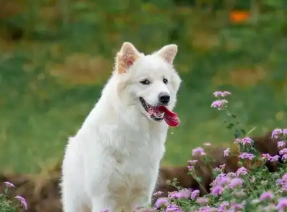 宠物也能成为“继承人”了吗？