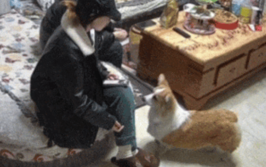 女生训练狗狗，在妈妈催婚的时候狗叫打岔