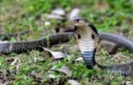 天气回暖，谨防蛇伤害