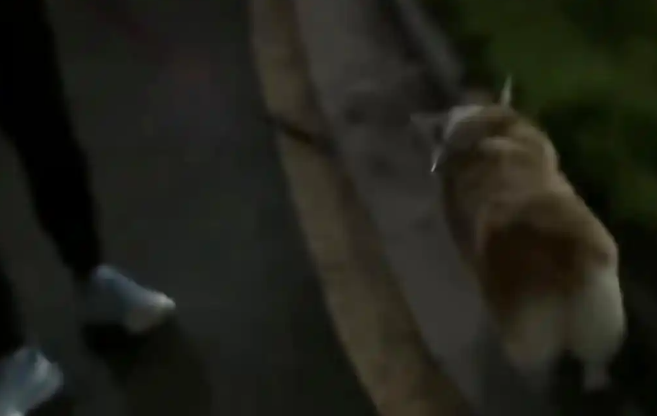 男子遛狗咬伤孕妇，拒绝道歉称“你让狗给你道歉”