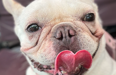 假期“免费住家看宠物”引纠纷