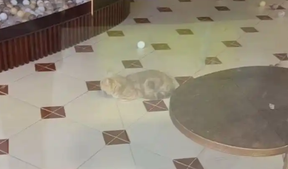 “超级鸟局”一宠物店关闭后有猫滞留？