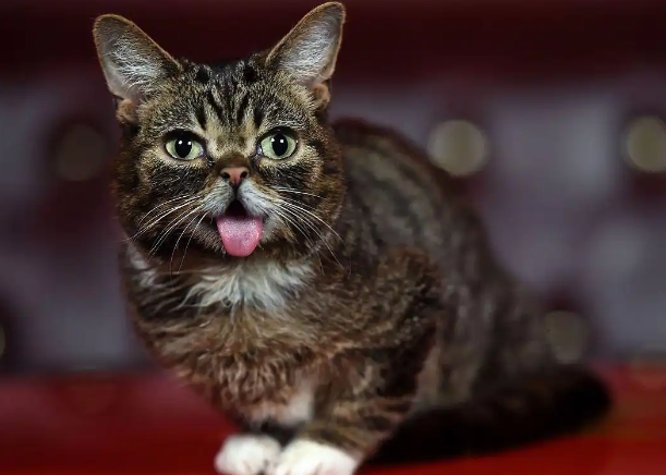 网红小猫“悟空”疑因中毒去世：全身骨骼内脏完好，排除车祸可能