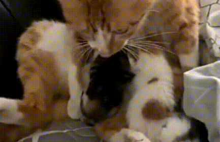 流浪猫赖上好心人，爬上5楼求收养，隔天生下6只小猫