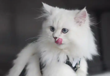 萌宠“称霸”万亿赛道：资本狂飙，宠物经济全链开花