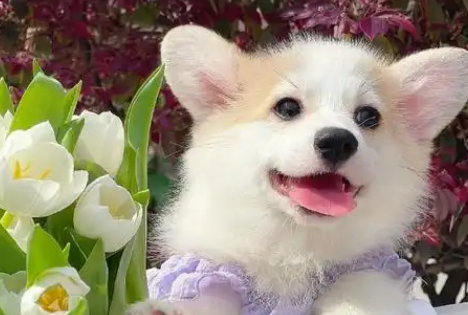 宠物猫狗可以坐这10趟高铁了！