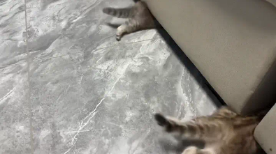 两只小奶猫听到响动，慌张的钻进沙发底下