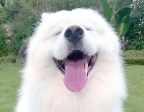 男子教唆犬只攻击他人宠物狗