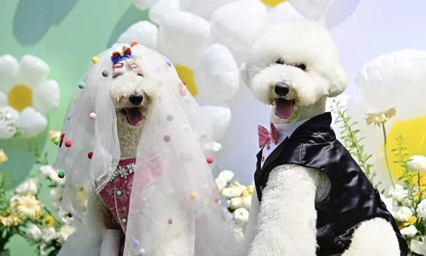 上海狗狗婚礼引网友热议，你如何看待？